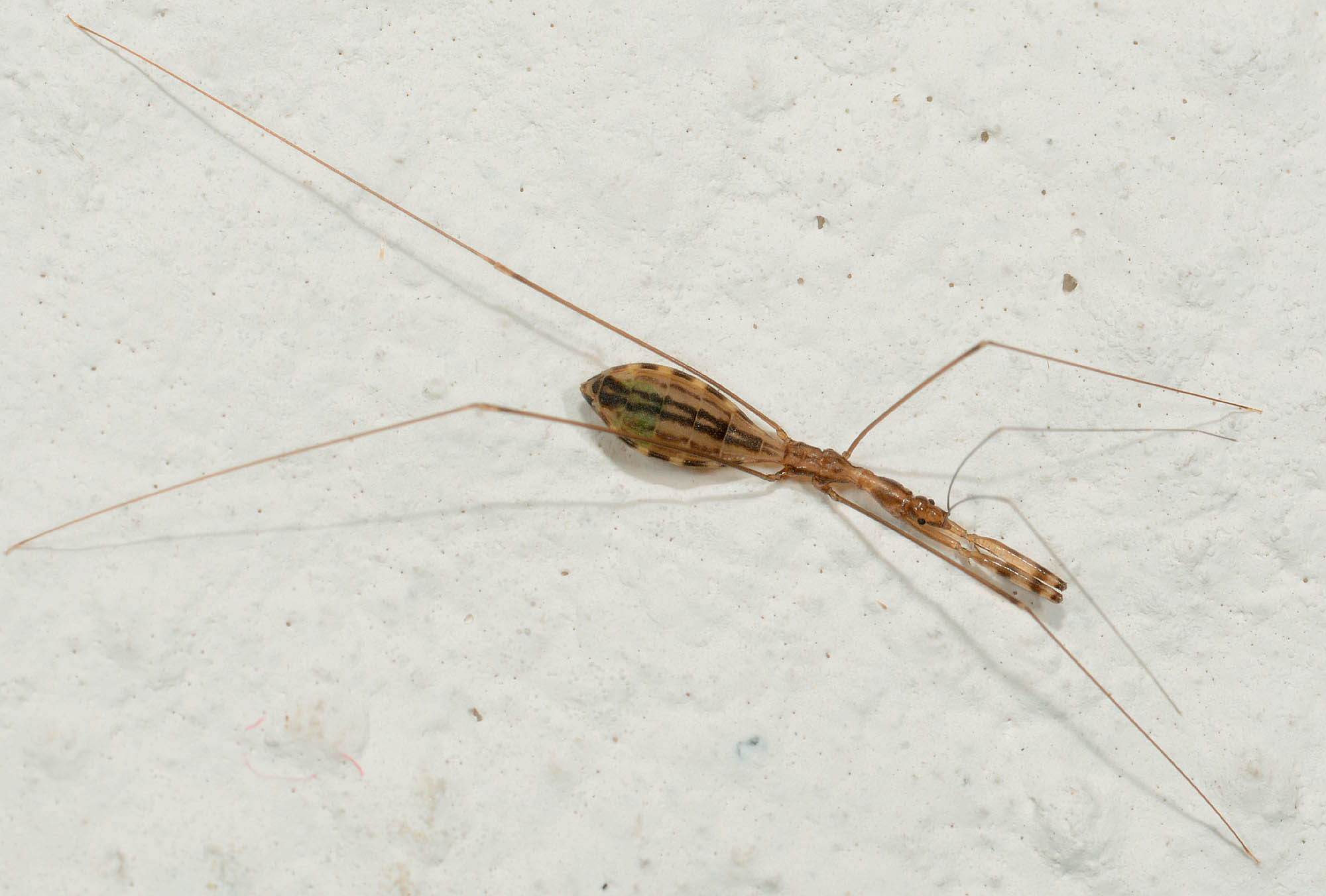 Insetto strano: Ploaria domestica da Toano (RE)